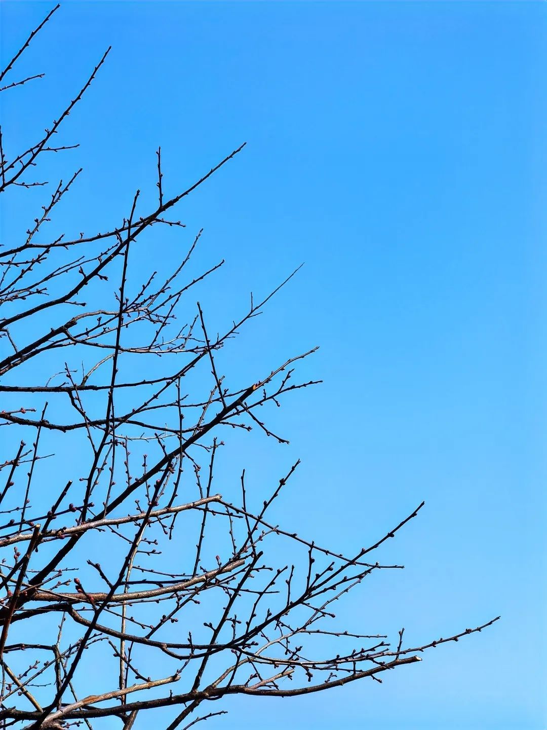 十里香雪海|临平大运河畔第一朵宋梅已俏立枝头，梅花即将迎来盛放期！
