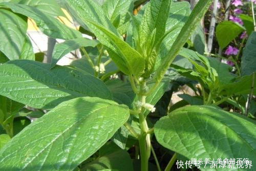 芝麻叶|有种菜，很多人就只吃种子，其实菜叶才是真宝贝，20一斤供不应求