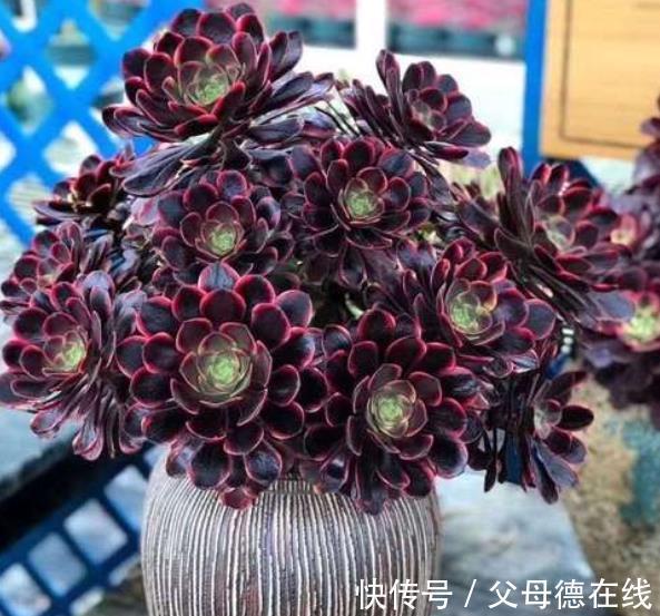 秋冬养多肉法师，教你2个小技巧，猛长新芽，养成漂亮手捧花