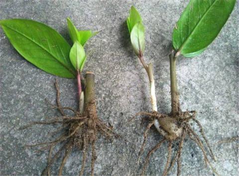 盆栽|3种“招财花”,掐个叶子养1盆,旺运又招财,日子越过越好