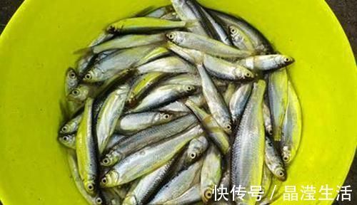 小鱼|手竿速钓白条好方法,牢记这些要点,白条连竿上,狂拉到手酸!