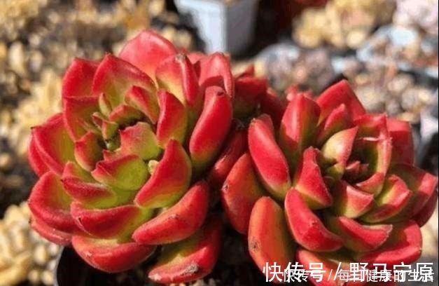 光照|多肉惯着养,早晚变成“大白菜”,饥渴3个月,状态美成仙!