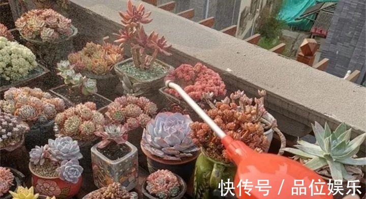 多肉也有缺水信号，找到后浇透，轻松养10年