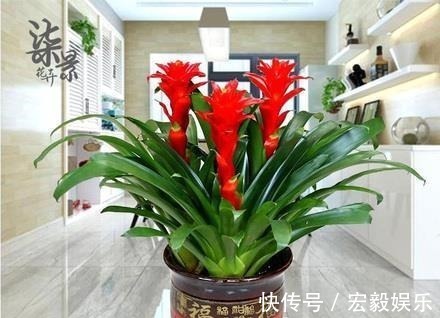 6种“吉利花”养在客厅里,一帆风顺,运气好,日子越过越顺当
