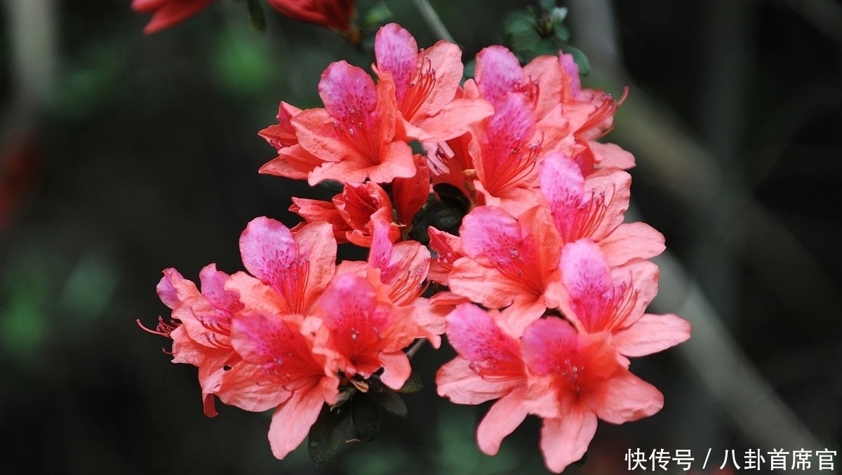 种花|5种花夏天要养在北阳台,否则成为“夏必死”,黄叶又落叶