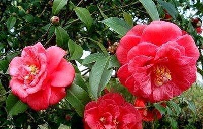 土壤|茶花有“三怕”,避开不烂根黄叶,“野劲”足冒新芽,砰砰爆出花