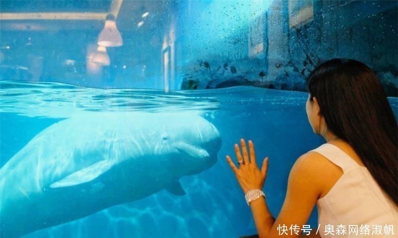 古今注@鲲鹏居然真实存在?两千年前,庄子在北海到底看到了什么?