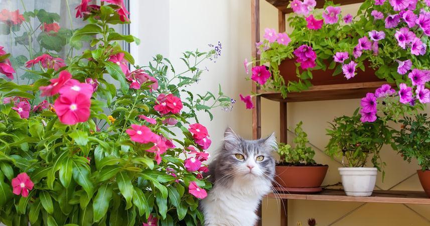 此种花冬天会假死,一枯萎就扔掉,损失一大笔