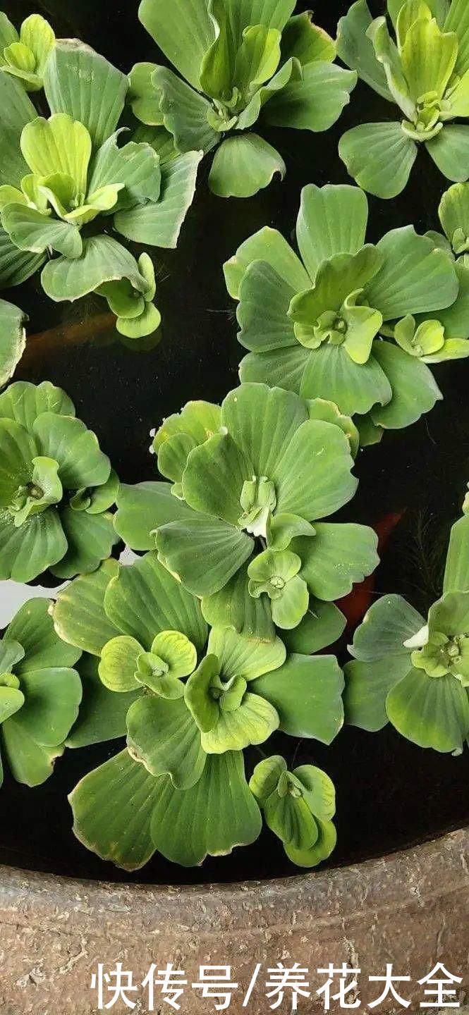 叶片|10种花太能喝水，一天一瓢水，7天爆满缸