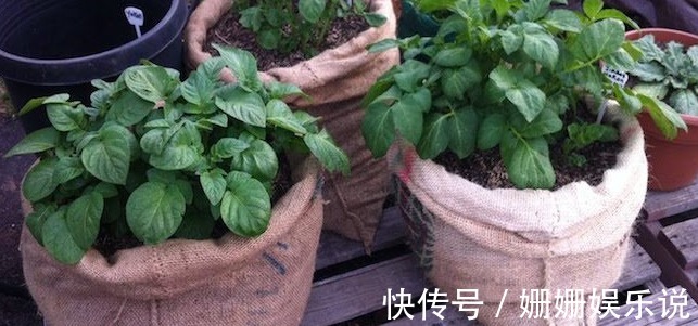 如何用一个塑料袋种植土豆想吃新鲜有机土豆的进来