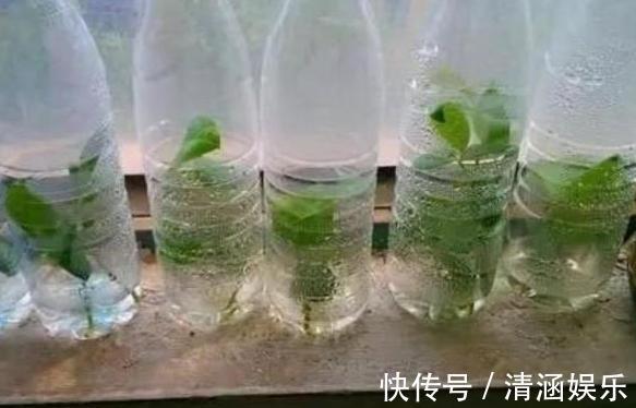 塑料瓶养花可当扦插神器、浇水壶、简易花盆,用途甚广!