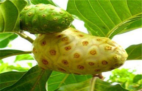 抗衰老|人到中年想要身体好,常吃3种食物,降压减脂,抗衰老,养护血管