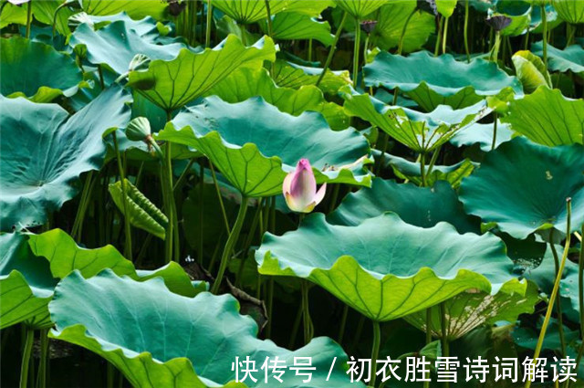 中國文化#賞讀李漁荷花兩篇:冷然一陣荷香過,是花是葉,分他不破