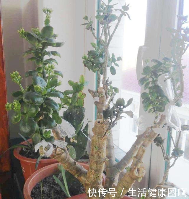 长寿花不是小巧一盆，长成一米高的“大老桩”，别羡慕自己也能养！