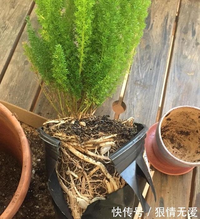 文竹、武竹和松叶武竹三“兄弟”,颜值高,哪种养护难度高!