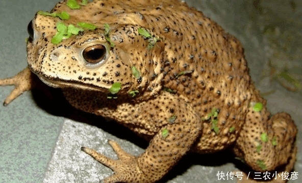 农村|农村有一种动物, 农民们看到都要绕着走, 但却全身都是宝贝!