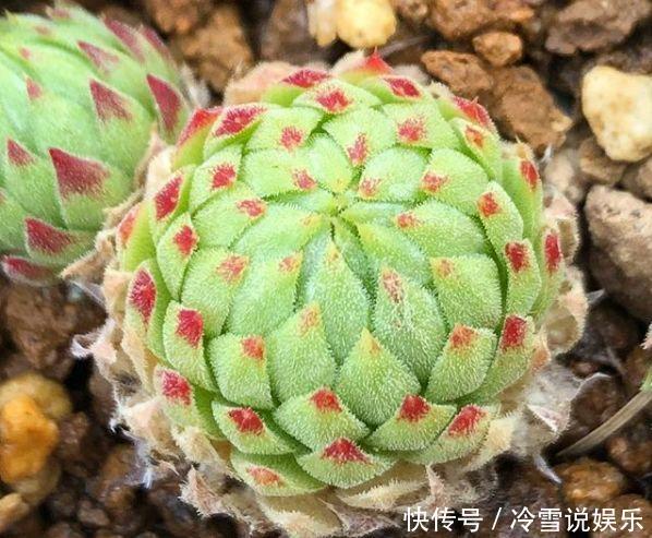 多肉|1种多肉“最好养”,零下20℃冻不死,雪地里“照常”生长