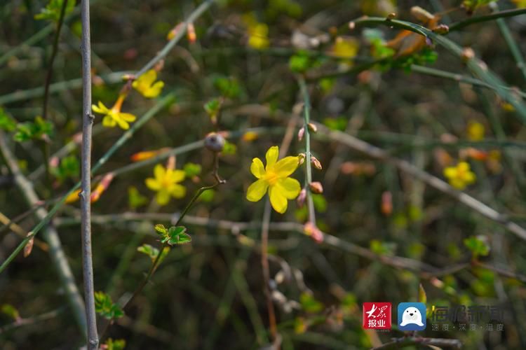 不负好春光！送你一份青岛迎春花赏花地图