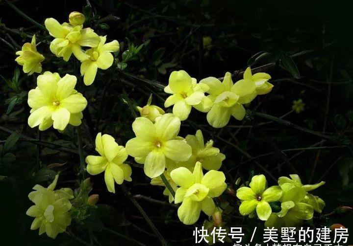 花花草草|原来花花草草也有这么多“雅称”