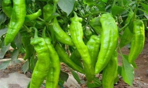 秋天|適合秋天吃的4種食物，排毒養顏、延緩衰老，好處多多
