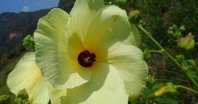 氨基酸|山上一野菜,价格比牛肉贵,曾被吃到濒临绝种,若您看到请珍惜