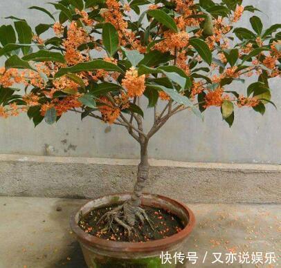 6月扦插“2种花”刚好，20天生根，3个月上盆，开花多，又香又美