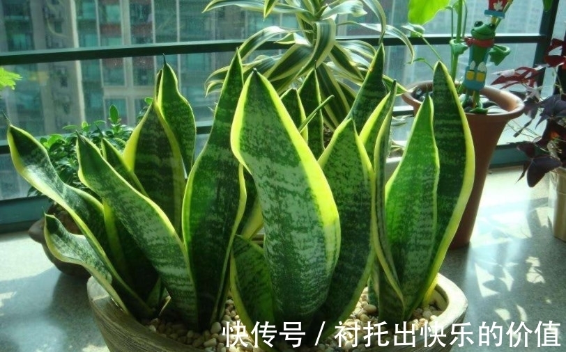 如果虎皮兰怎么都养不好，可能是这两点没做到位，快来收藏