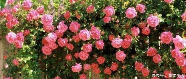 养好月季花最重要的两点，掌握好后，花大色艳邻居羡慕极了
