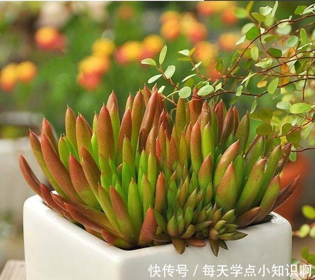 几十年的老瓦房,房顶都爱长“多肉”,看见别拔了,很难得!