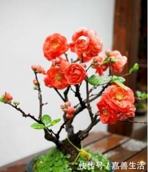 小小院子种棵“它”,一到冬天就开花,成小区里一道亮丽的风景!