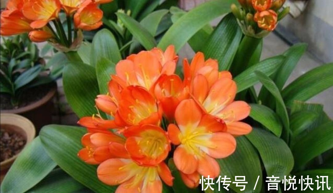 养花|养君子兰不开花?教你2个“小绝招”,很快长出花箭