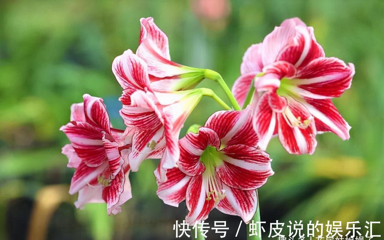 14种冬天开花的花卉,好养不娇气,为冬天添一抹色彩