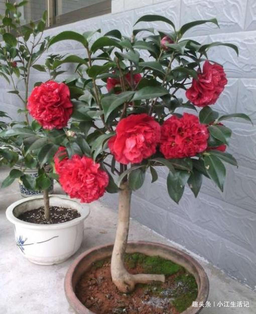 养山茶花，牢记这“3点”，一年四季不用愁，花苞多、开花也旺