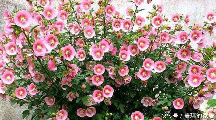 4种花很耐养,沾土就能活,阳台变花园,太美了!