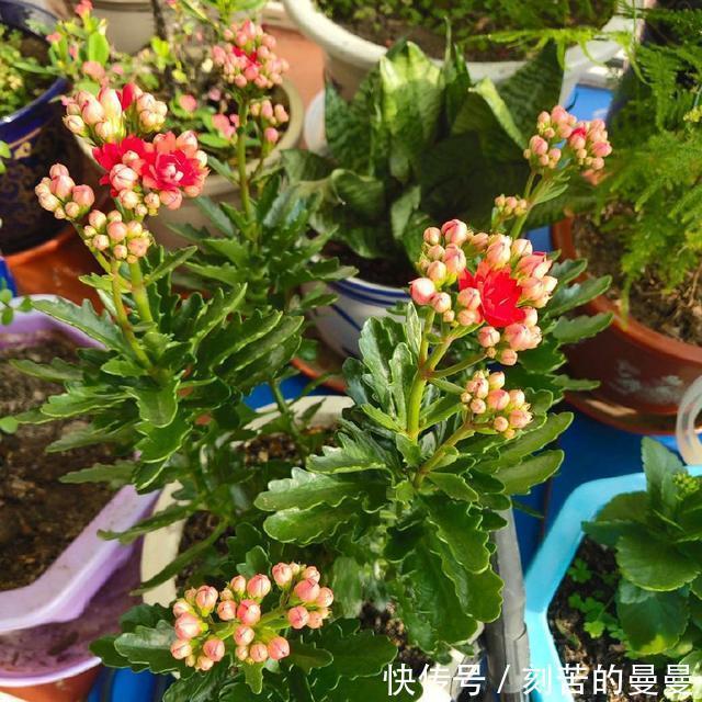 这些九月容易“饿”的花,多晒太阳,施对肥,开出碗大的花