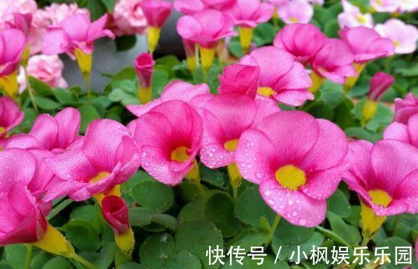 好运|4种花养在家里，一整年都有好运气，养在哪里都爆盆，好运到来