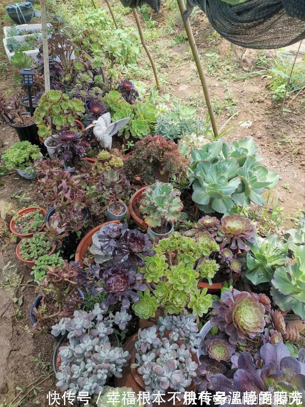 多肉|田里种多肉，在地里自然生长，棵棵肥成大白菜