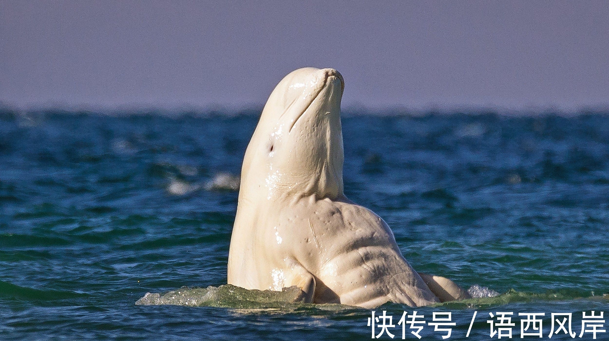 猫狗|路边猫狗自带“战斗特效”!这不比《博人传》燃?