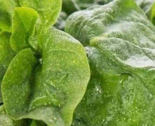 莴苣|农村人4种“救命草”,祛病防癌助长寿,美容洁肤防衰老,了解下