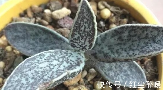 市场价格|这些老贵老贵的多肉，你认识吗，你家有吗