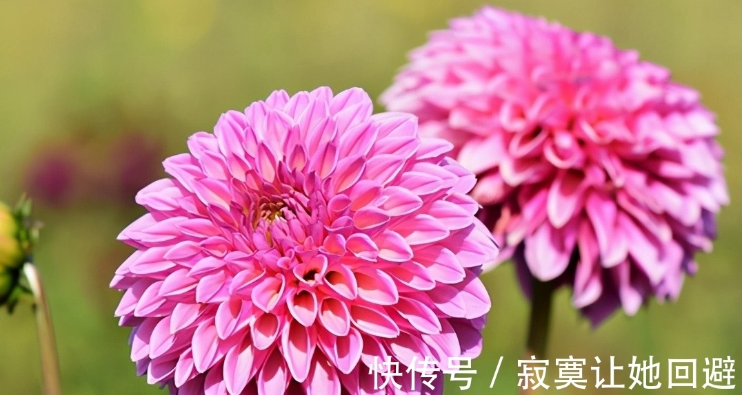 太阳花|这5种冬眠花,记得在春天唤醒