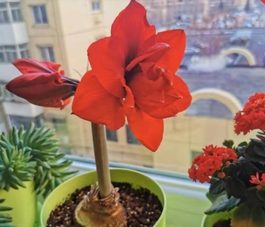 朱顶红|朱顶红开完花不能剪,施点肥水,一年爆出好多球!