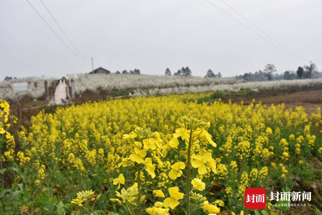 组图｜春田赏花，千年荣州等你！