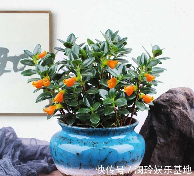 4种花很吉祥,再不喜欢也要养一盆,看着就富贵,空气一级棒