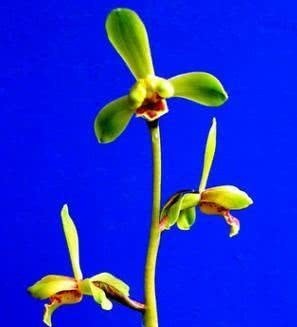 蕙兰老八种都有谁?除了常见的程梅和大一品,其他六种是什么?