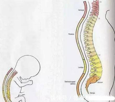 宝宝|想知道宝宝几个月开始学坐?先了解下孩子颈椎发育的过程