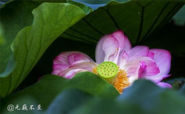 老年|青白江的夏雨荷——夏至错失日环食，怡湖园中观芙蕖