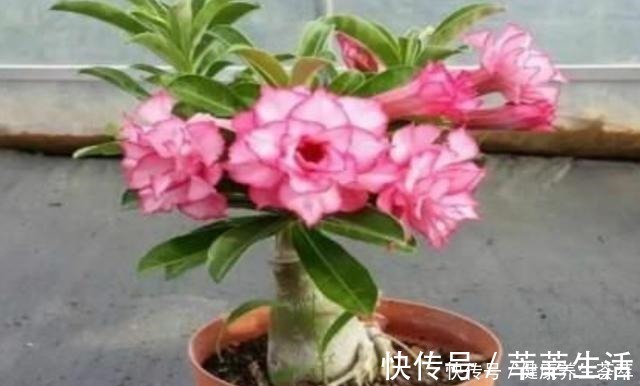 植株|这三种植物烂根了别扔掉,简单几步促新根,又是一盆健壮的植株!