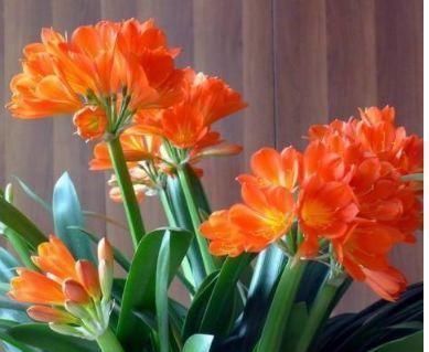 君子兰|有钱人都养3种花，净化空气，还能很好的旺运，财源广进