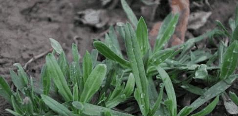 农村有几种野菜，具有补中益气、润肺生津、通乳汁、消肿痛等功效